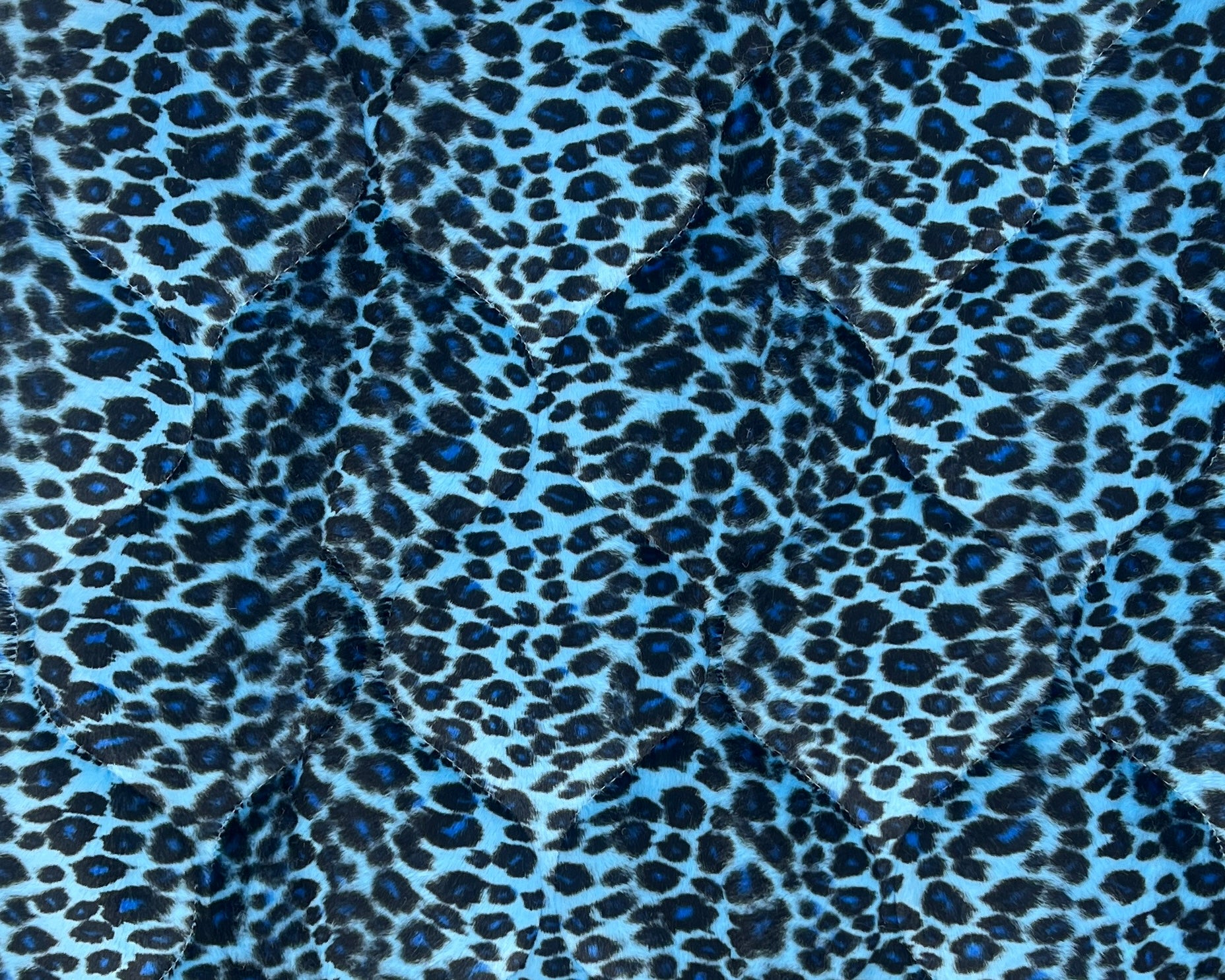 Blue cheetah.jpg